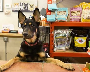 Curso de Proprietário Lojista Consultoria Pet