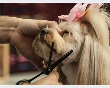 Curso de Pós Graduação em Tosa