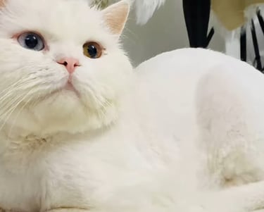 Curso de Gato