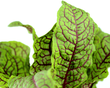 best perennial vegetables to grow sorrel