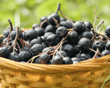 Choosing the Right Berries for Your Perennial Garden