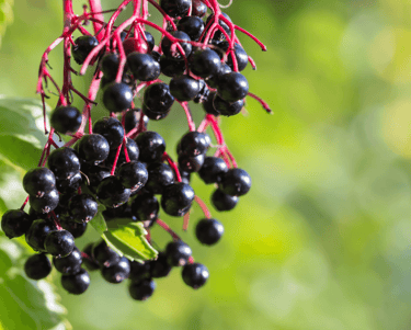 Choosing the Right Berries for Your Perennial Garden