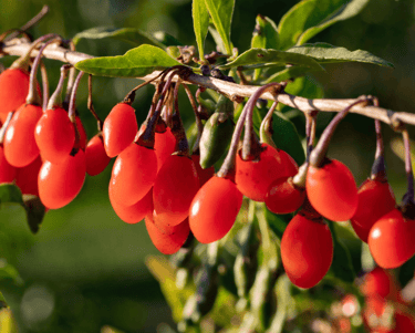 Choosing the Right Berries for Your Perennial Garden
