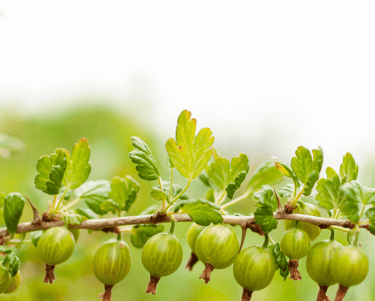 Choosing the Right Berries for Your Perennial Garden