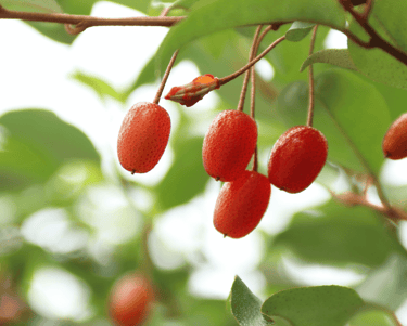 Choosing the Right Berries for Your Perennial Garden