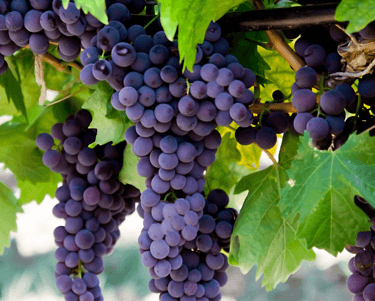Choosing the Right Berries for Your Perennial Garden