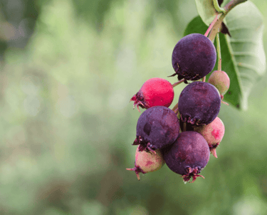 Choosing the Right Berries for Your Perennial Garden