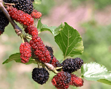 Choosing the Right Berries for Your Perennial Garden