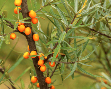 Choosing the Right Berries for Your Perennial Garden