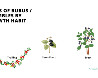 Rubus by growth habit