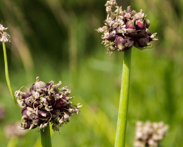 best perennial vegetables to grow ramps walking onions