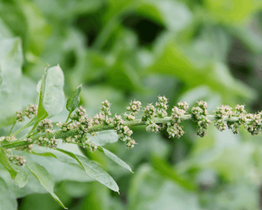 best perennial vegetables to grow good king henry