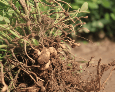 best perennial vegetables to grow groundnut