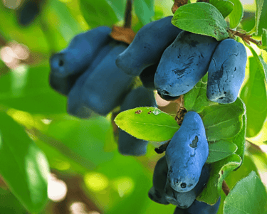 Choosing the Right Berries for Your Perennial Garden