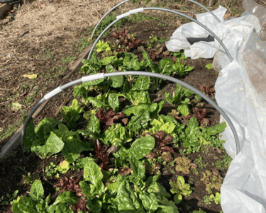 Leafy greens grown under hoops and row cover.