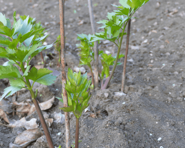 lovage