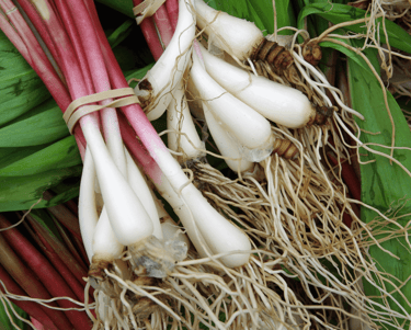 best perennial vegetables to grow ramps