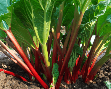 Rhubarb