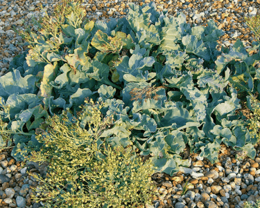 best perennial vegetables to grow sea kale