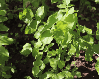 best perennial vegetables to grow skirret