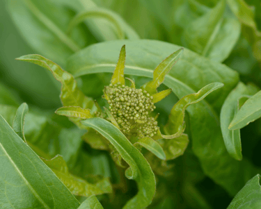 best perennial vegetables to grow turkish rocket