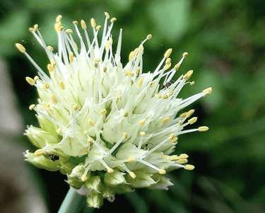 best perennial vegetables to grow welsh onions