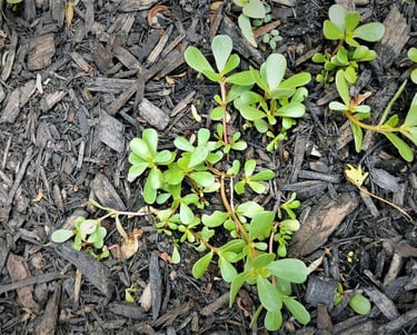 green purslane plant in the garden