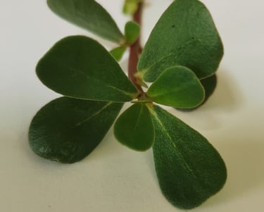 sprig of fresh green purslane