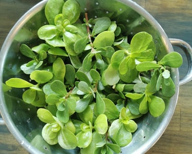 colander with fresh golden purslane