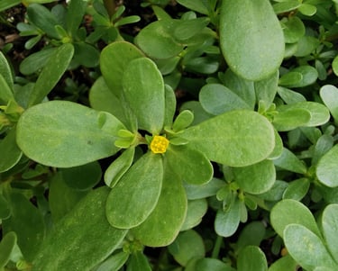 golden purslane plant with flower