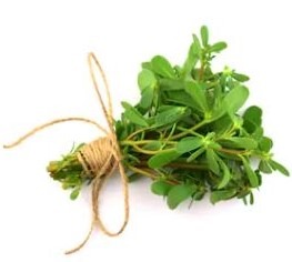 bouquet of fresh purslane