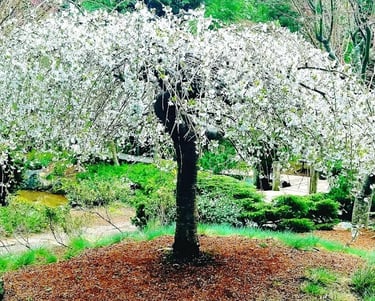 Oregon Coast -Coos Bay Mingus Park, white flowering tree by the Japanese gardens