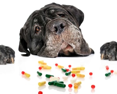 Important Vitamins and Minerals for Vegan Dogs