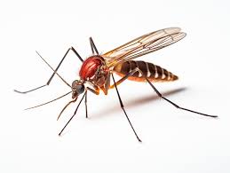 TLC Upstate Lawn & Pest Mosquito Control