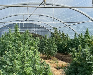 Ferme de Belon : Serre de CBD champs cannabis à visiter pour tourisme, cbd shop