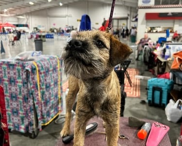 Grooming table at the show, Border Terrier, PVKC Nebraska