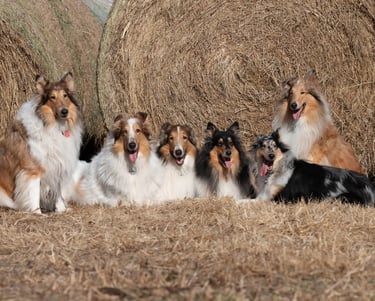 Rough Collies posing Callista, Sam, Harley, Olive, Opal, Tucker Nebraska