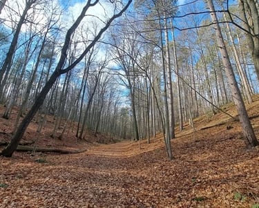 A forest in Durham Region, documented during an Environmental Impact Study.