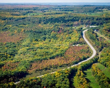 A road winding through a forested landscape in Grey County..