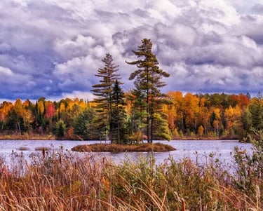 Trees on a small island within a lake in Hastings County.
