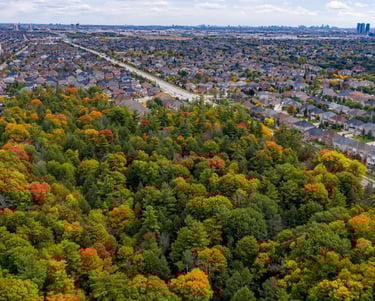 A patch of forest on the edge of a city in York Region.