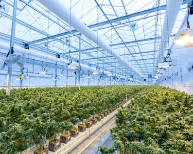 a large amount of cannabis plants in a large room