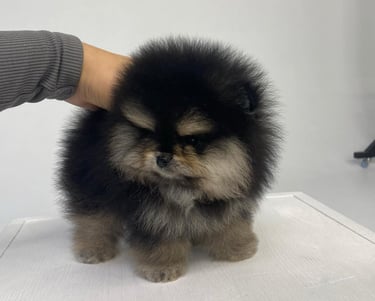 Teacup Pomeranian Puppies for Sale
