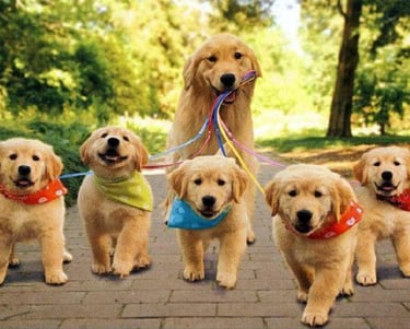 a group of puppies are standing in front of a group of dogs