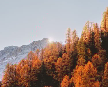 mountain and forest in autumn