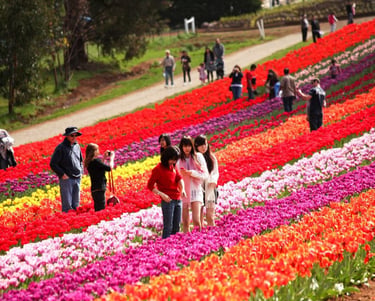 Tulip Garden Kashmir | Connect Kashmir