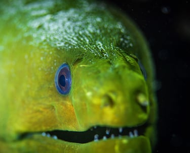 Green moray eel emerging from coral head – reef life close-up in Cozumel, Mexico