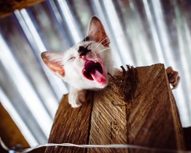 Cat yawning
