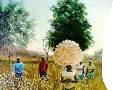Récolte de coton au Nord-Cameroun