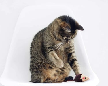 un gat assegut en una cadira